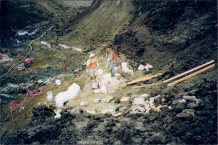 Paleontologist Work Site